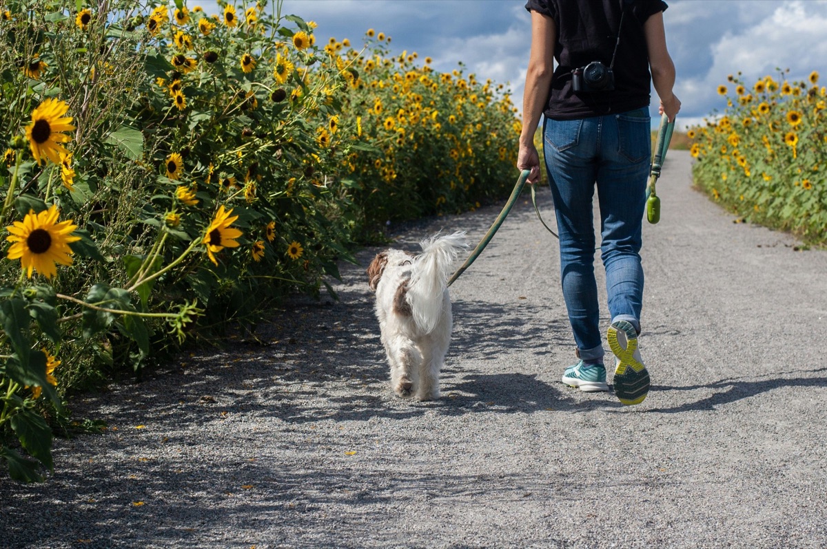 Person walking a dog beside sunflowers